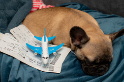 ¿Arajet Airlines permite mascotas a bordo?