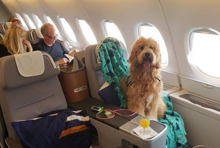 International Airlines Allow Pets in Cabins