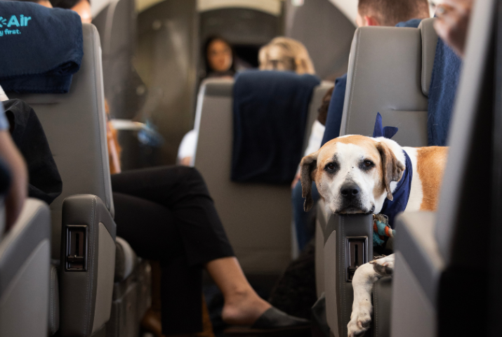 Top International Airlines That Allow Large Dogs In Cabin