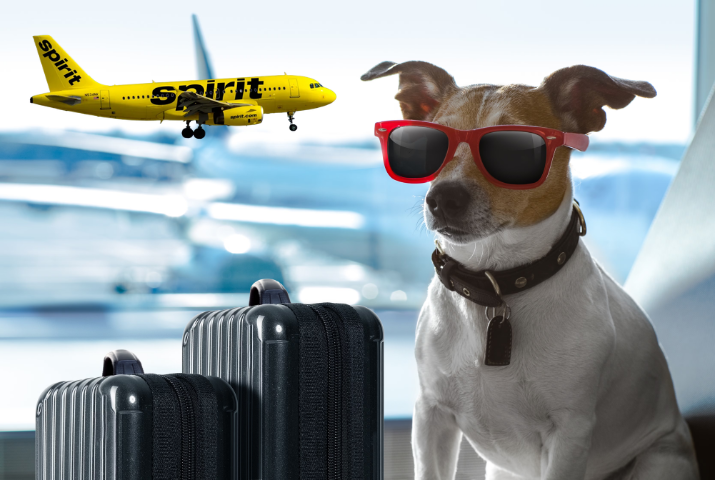 Spirit Airlines Pet Policy